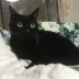 ましゅ